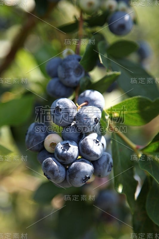 夏天在灌木丛中收获成熟的蓝莓