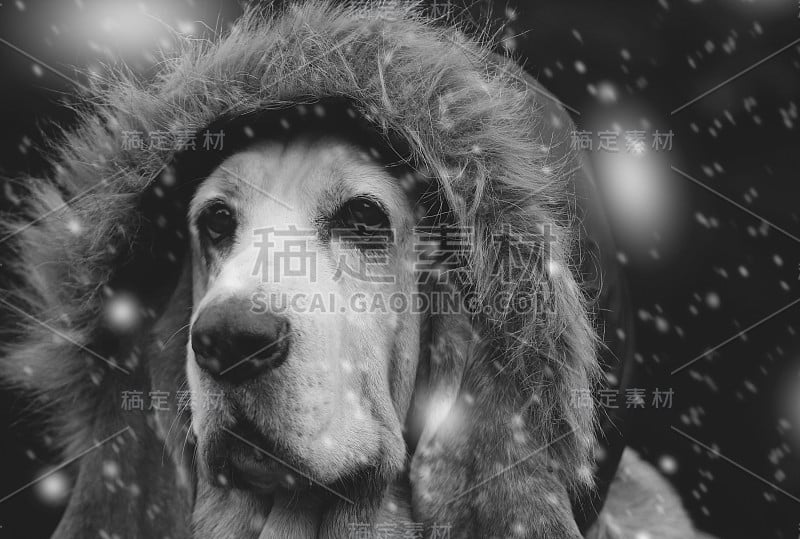 狗在雪，帽子