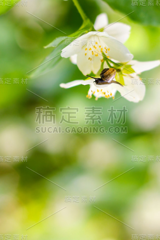 小蜗牛在一朵白色的茉莉花上。夏天的照片在新鲜的绿色植物。