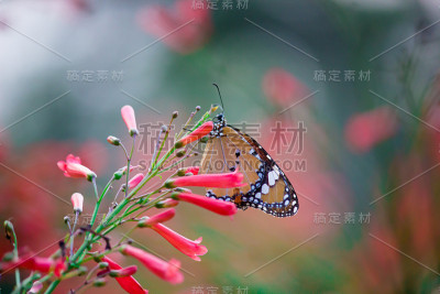 虎斑蝶