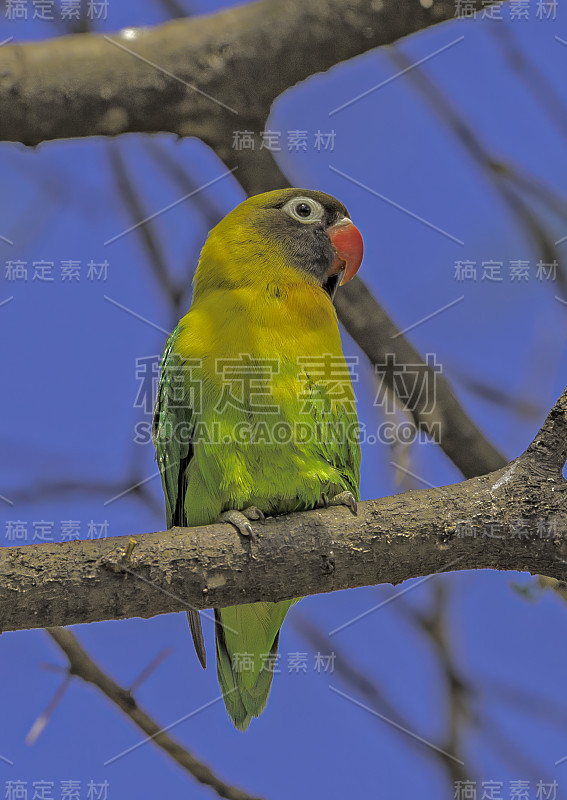 黄领相恋鸟(Agapornis personatus)，又称蒙面相恋鸟或眼环相恋鸟，是鹦鹉科鹦鹉属的