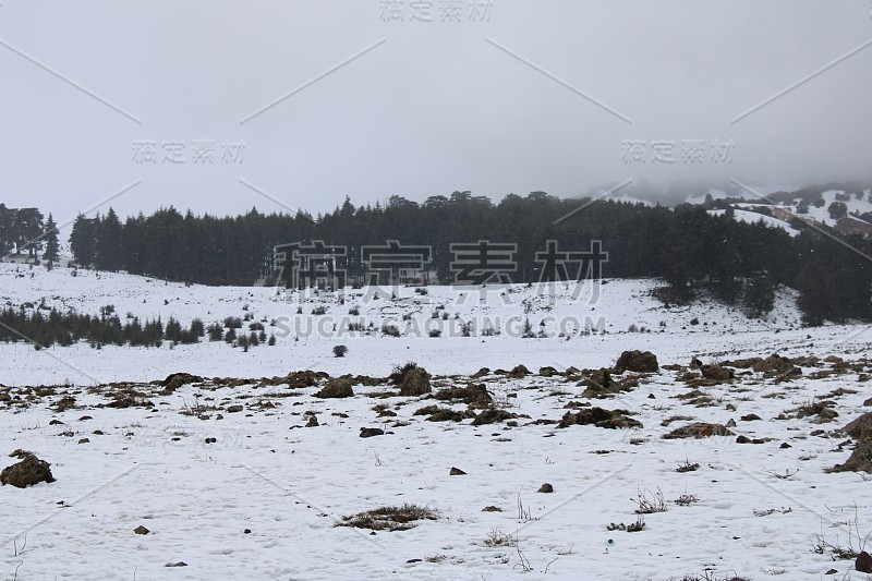 雪和森林景观