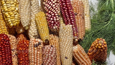 五颜六色的干玉米穗和新鲜蔬菜