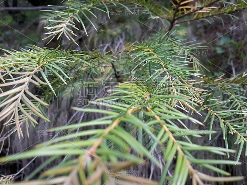 克什米尔的野生植物和花卉