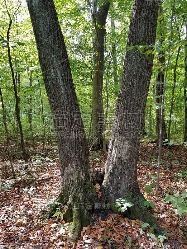 劈V形树在森林与另一棵树中心在中间的背景