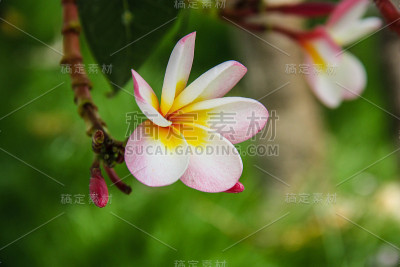 鸡蛋花