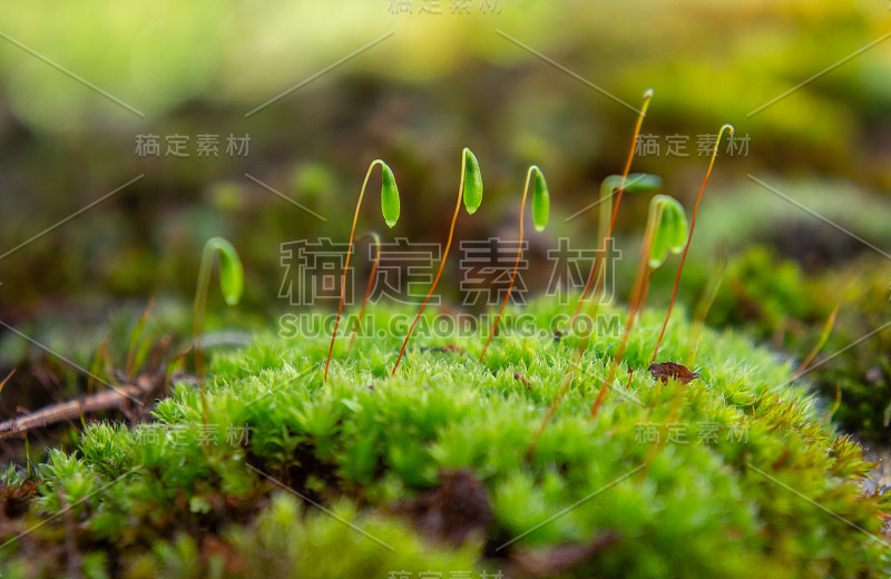 苔藓