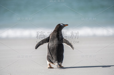 企鹅在南极