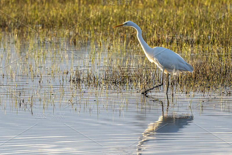 白鹭(ardea alba)黎明在自然公园的沼泽Ampurdán。