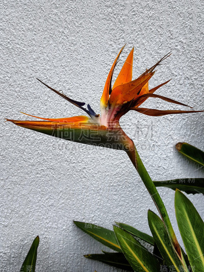 热带花卉