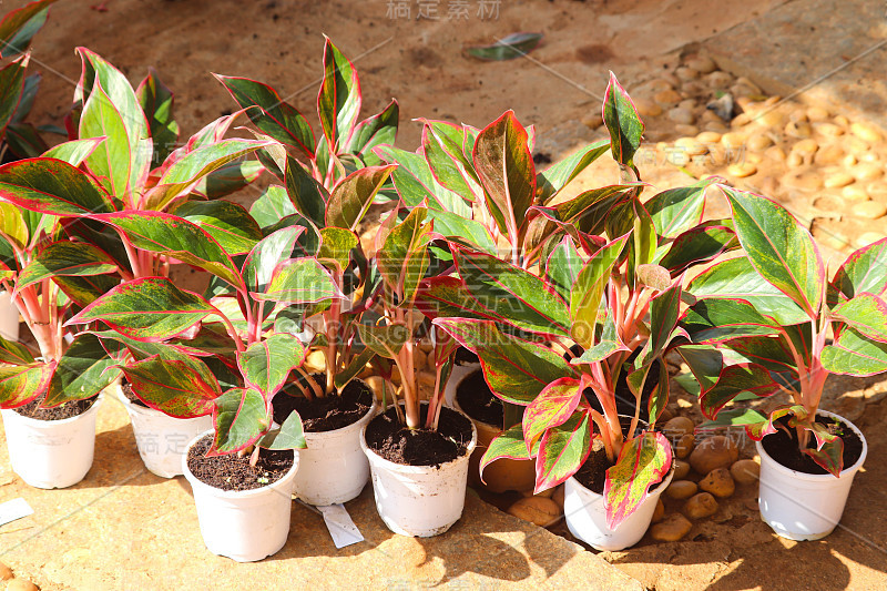 现代家庭园艺春季苗圃流行名优鲜新植物盆栽栽培