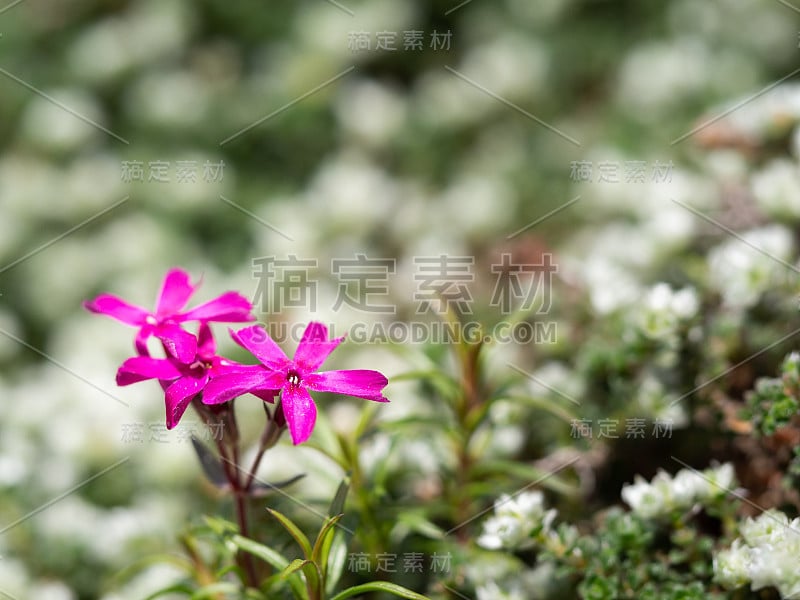 竹夹竹桃(丛状夹竹桃，哥伦比亚夹竹桃)多年生草本植物的紫色花