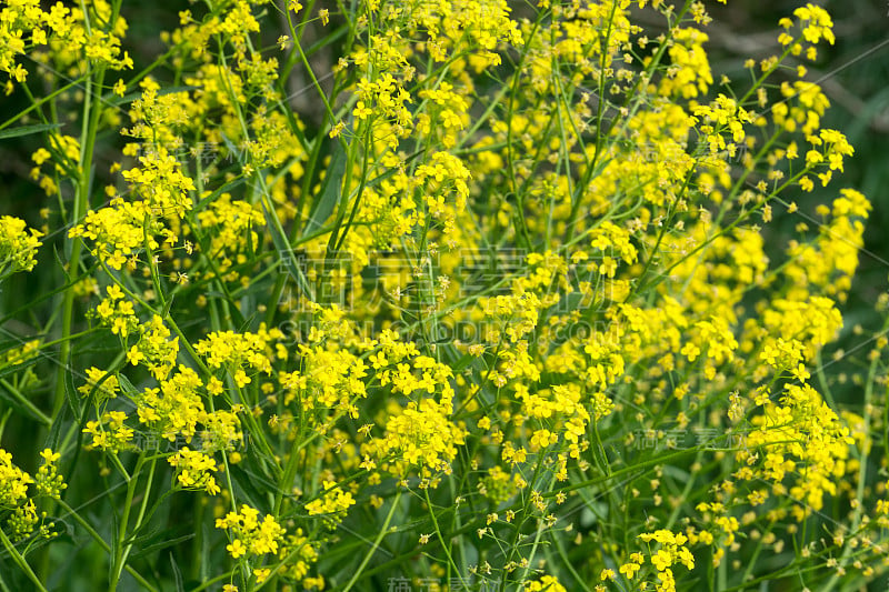 侧柏、土耳其疣白菜黄花特写选择焦点