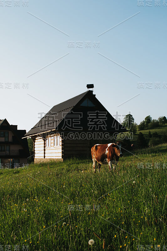 奇妙的高山高地和奶牛。传统的奥地利高山小屋和乡村小屋