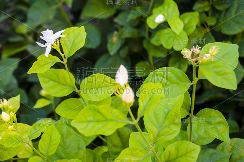 阿拉伯茉莉花，茉莉花茶花