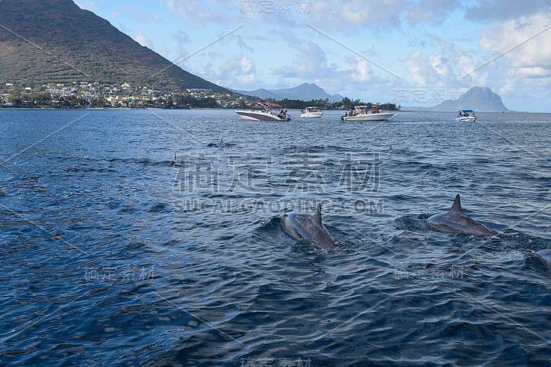 海豚在游艇旁游泳