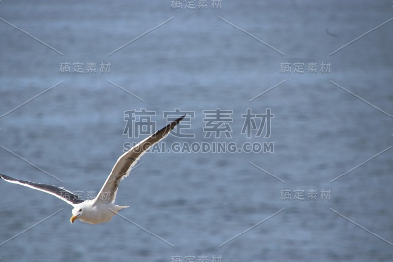 海鸥在水面上飞翔