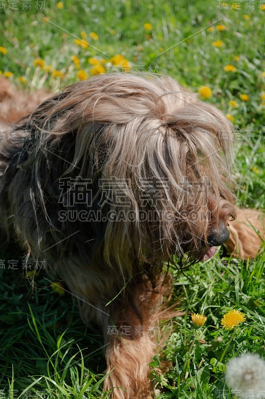 一只红色的牧羊犬，荆棘正在春天的草地上玩耍。