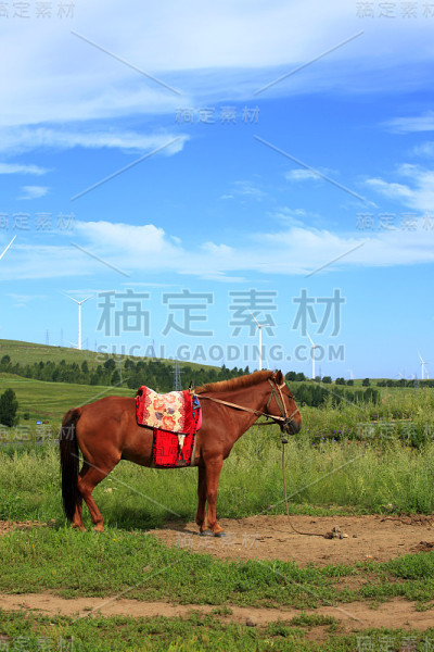 草原上的马