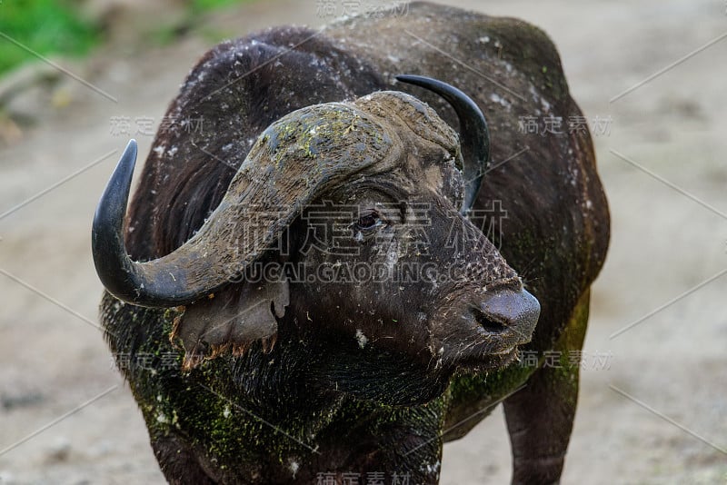 非洲水牛或Cape buffalo (Syncerus caffer)