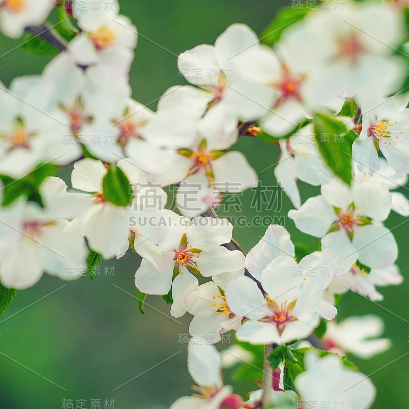 樱花或樱花盛开的春天季节。