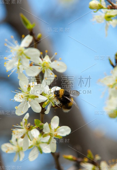 苹果的花