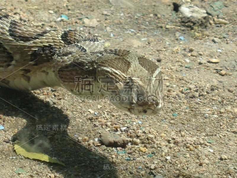 尼赫鲁动物园，海德拉巴，泰伦加纳，印度