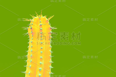 仙人掌时尚套装设计。