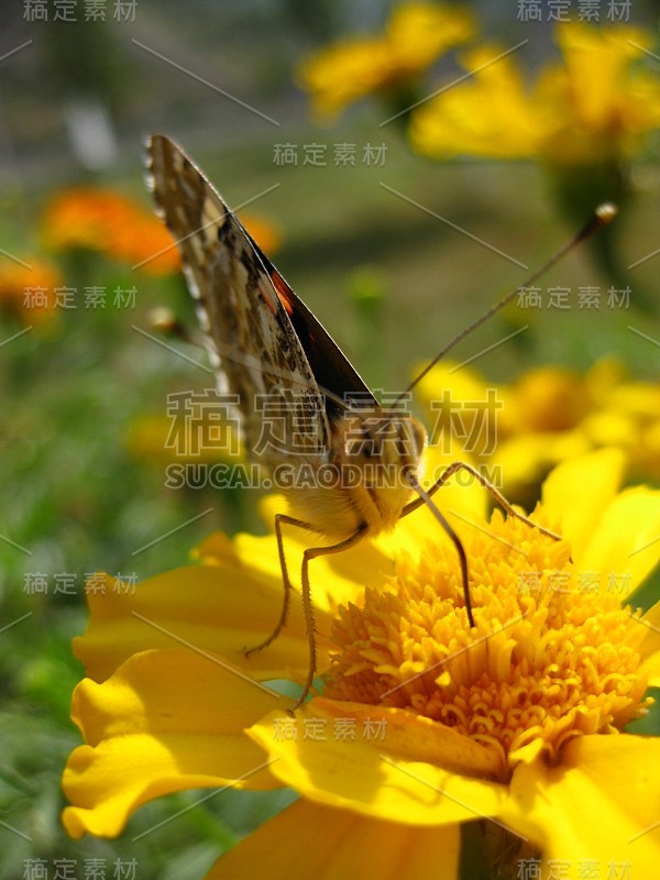 花和昆虫的特写照片