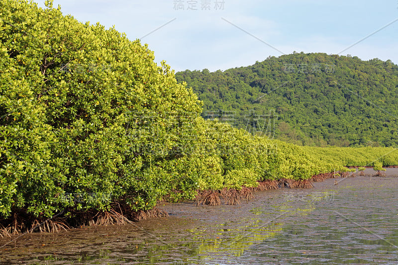 公克拉本湾的红树林