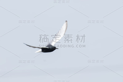 白翅燕鸥(Chlidonias leucopterus)