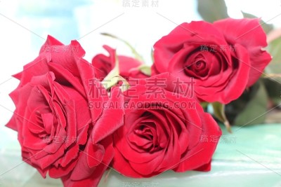 美丽时尚的红玫瑰花。