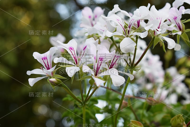 白色的花朵。