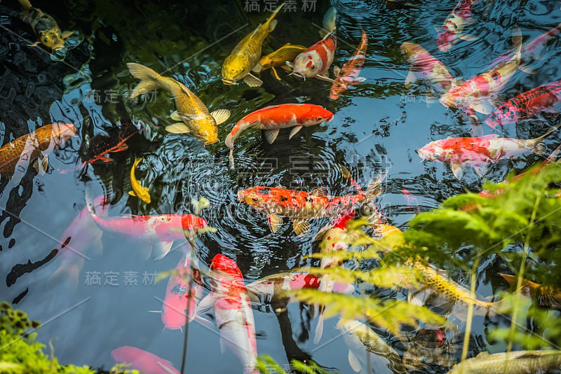 美丽的鲤鱼或锦鲤在清澈的水里游泳