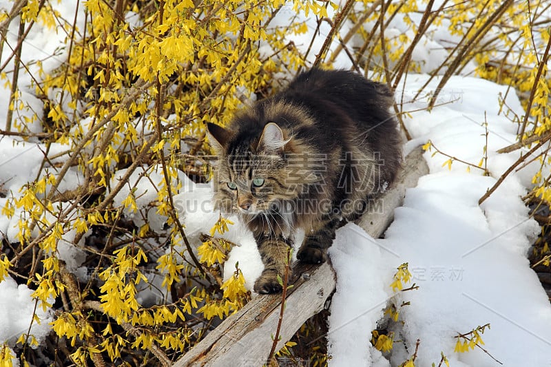 挪威森林猫