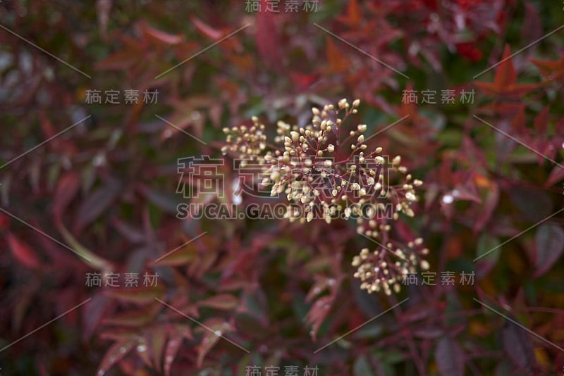 家庭Nandina