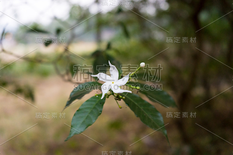 果阿地区夏季印度茉莉花的小螺旋花