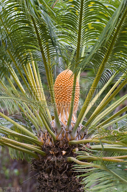 苏铁属植物