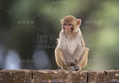 恒河猴