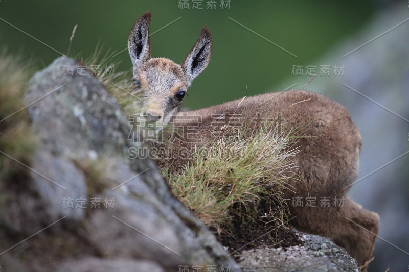 查莫瓦（鲁皮卡普拉鲁皮卡普拉）沃斯盖斯山，法国格姆森沃格森