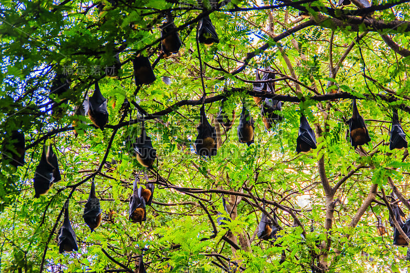 在泰国曼谷的Wat Po，泰国差春骚，用泰语说的Lyle's flying fox, Pteropu