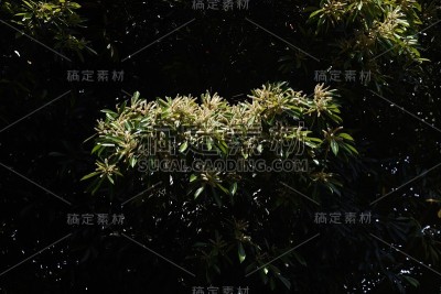日本石栎花。