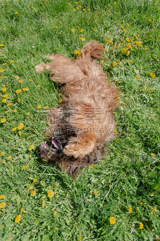 一只红色的牧羊犬，荆棘正在春天的草地上玩耍。