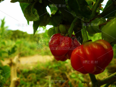小樱桃番茄