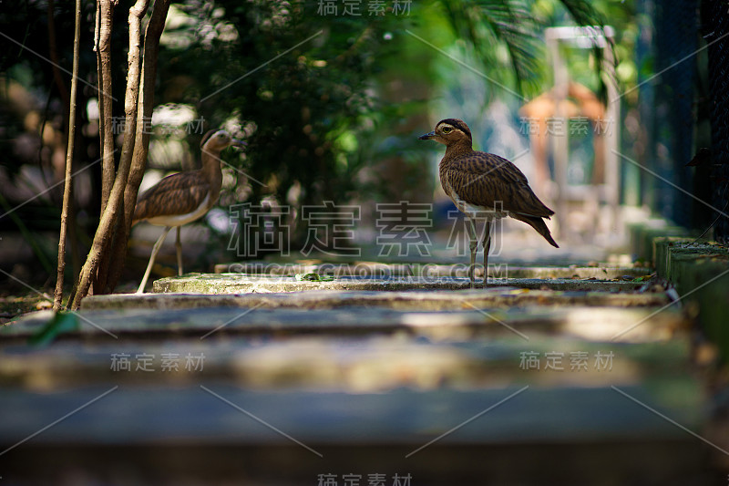 石杓鹬，双鸟，在美丽的背景