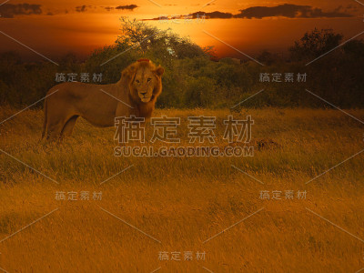 察沃东部和察沃西部国家公园的狮子