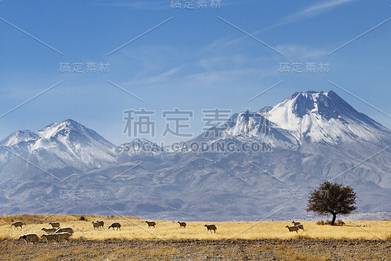 土耳其卡帕多西亚的一群羊和哈桑达吉火山。