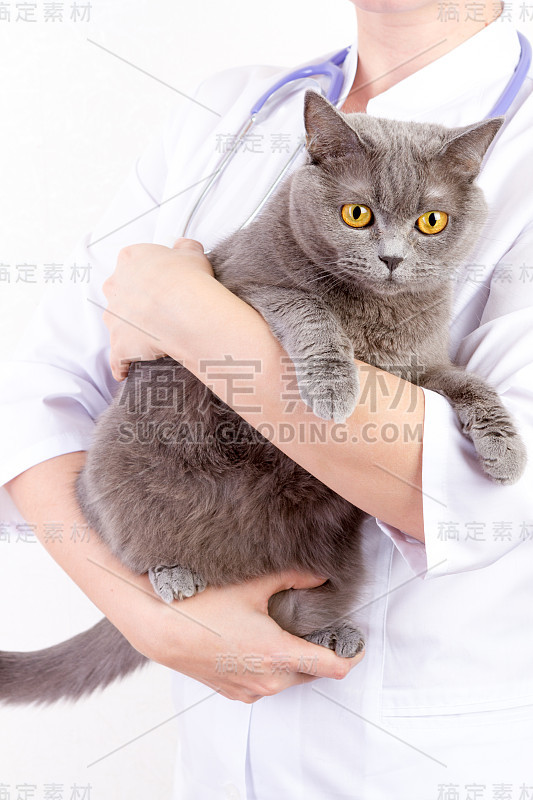 兽医抱着一只猫在诊所