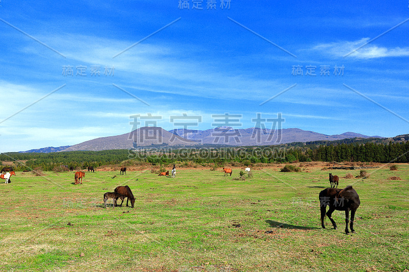 牧马纸，哈拉桑，草地，牧场，田野，马，jejuma