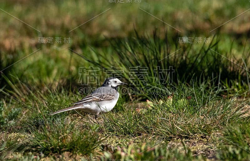 春天的白鹡尾(Motacilla alba)